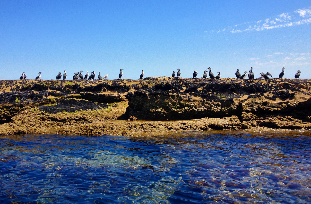 Birds resting on the rocks at Port Noarlunga Reef